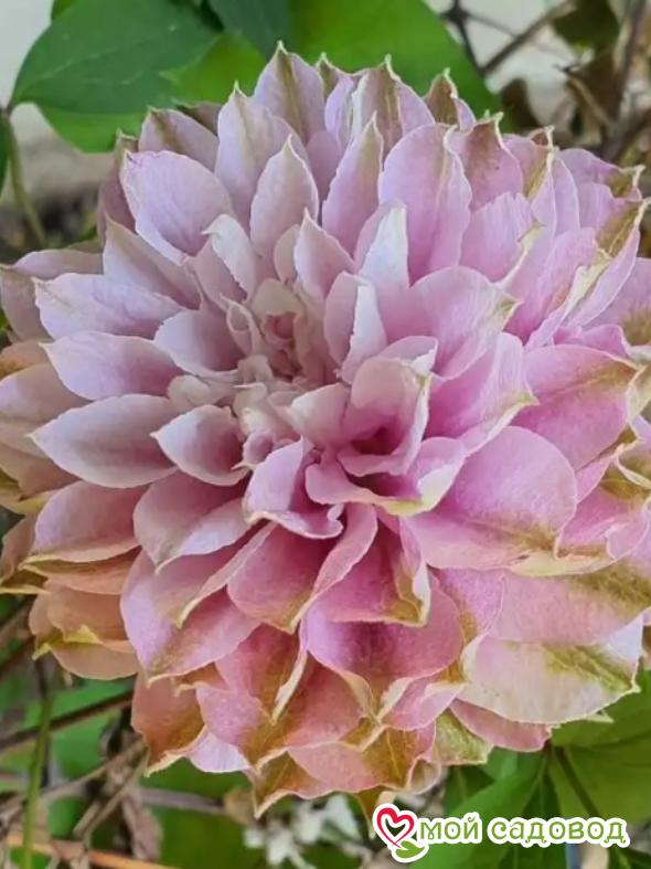 Клематис Дансинг Смайл ЗКС