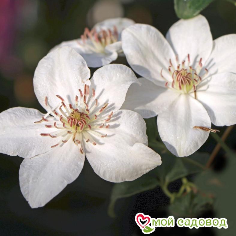 Клематис Дестини ЗКС